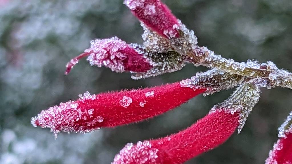 What to grow for January 2023